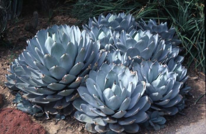 Agave parryix truncate