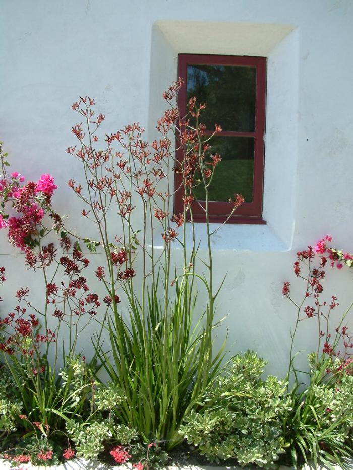 Plant photo of: Anigozanthus flavidus 'Big Red'