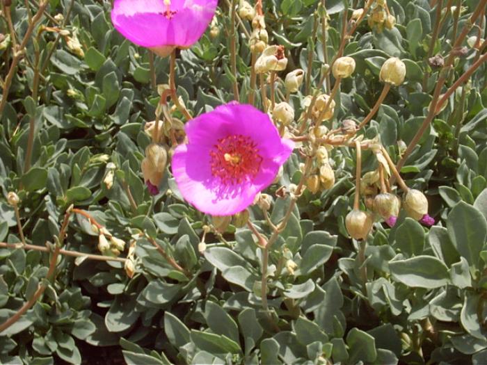 Calandrinia grandiflora