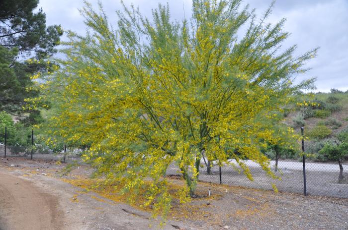 Plant photo of: Parkinsonia â€˜Desert Museumâ€™