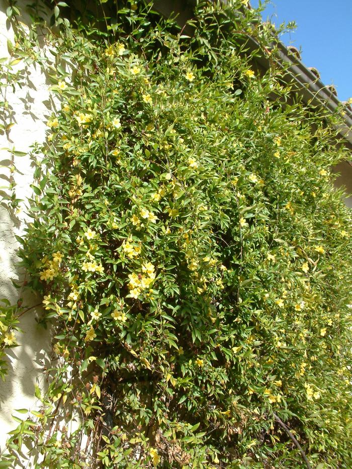 Hibbertia scandens