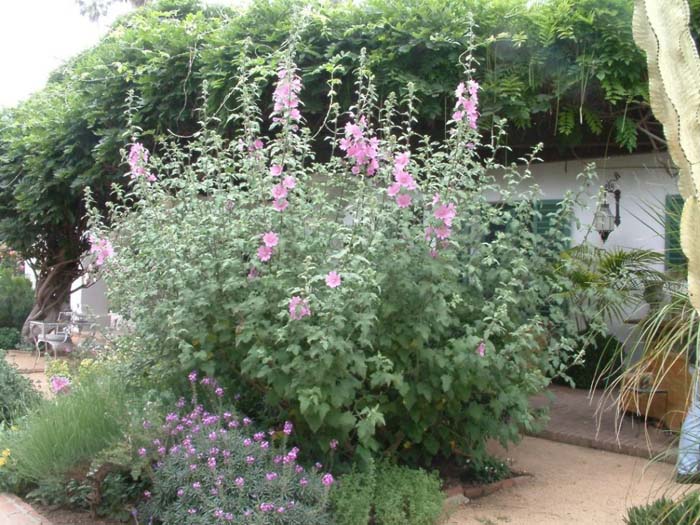 Lavatera thuringiaca 'Rosea'