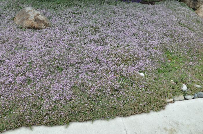 Thymus praecox arcticus