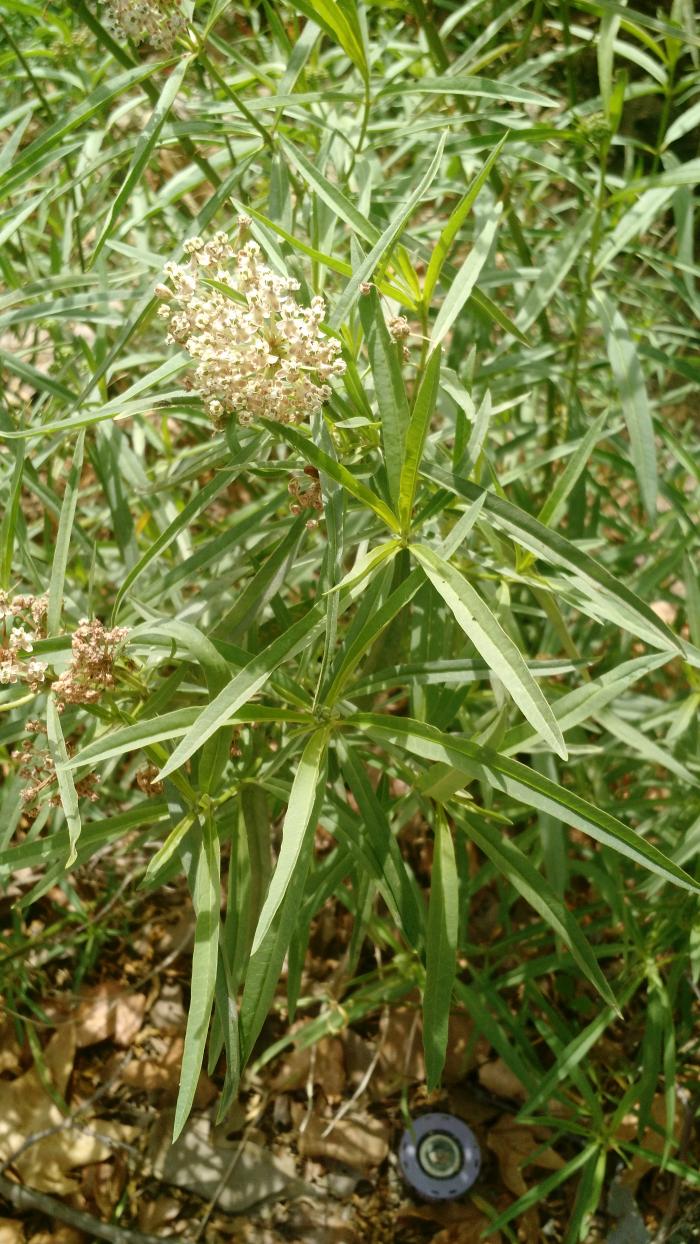 Plant photo of: Asclepias fascicularis