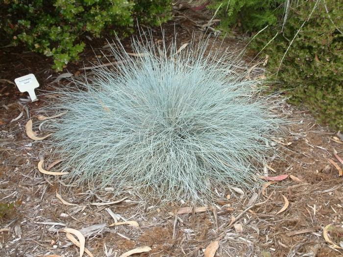 Festuca idahoensis