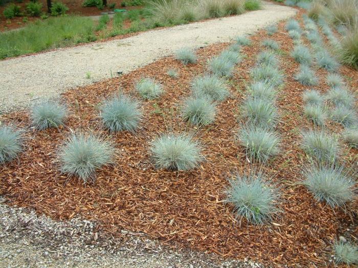 Plant photo of: Festuca idahoensis