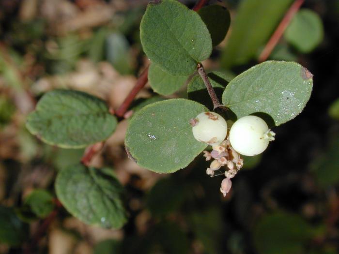 Plant photo of: Symphoricarpos mollis