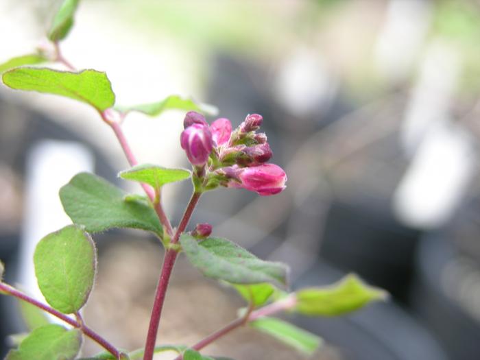 Plant photo of: Symphoricarpos mollis