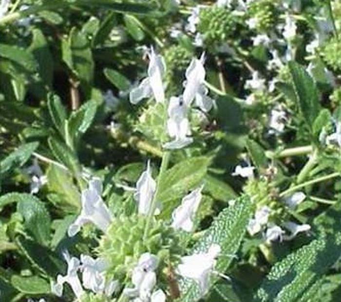 Salvia mellifera 'Terra Seca'