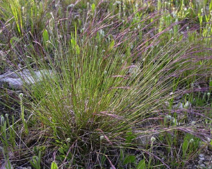 Plant photo of: Aristida purpurea