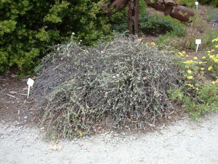 Eriogonum parvifolium