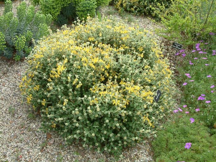 Compact Yellow Phlomis