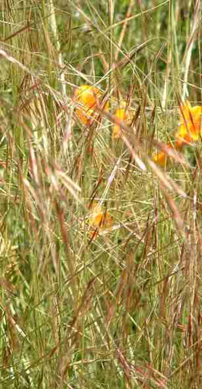 Purple Needle Grass