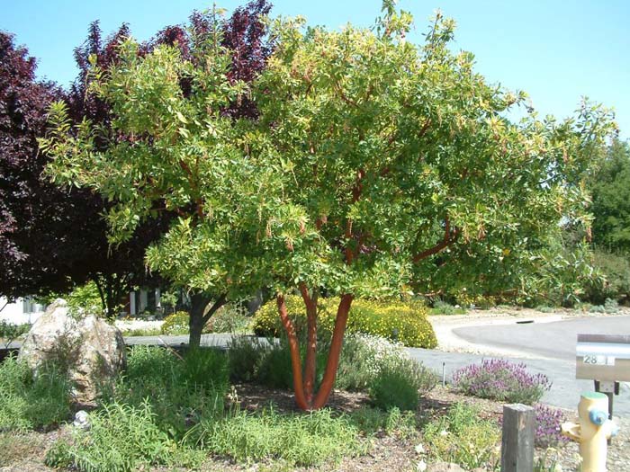 Plant photo of: Arbutus 'Marina'