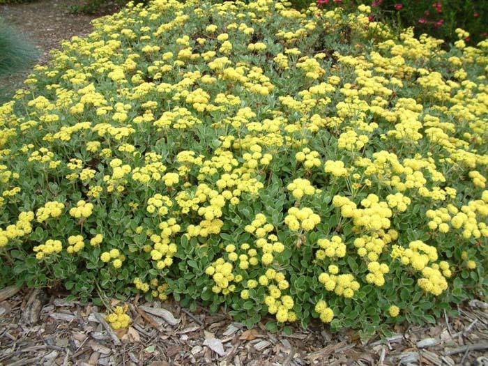 Eriogonum umbellatum