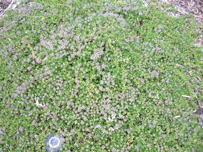 Thymus praecox arcticus 'Elfin