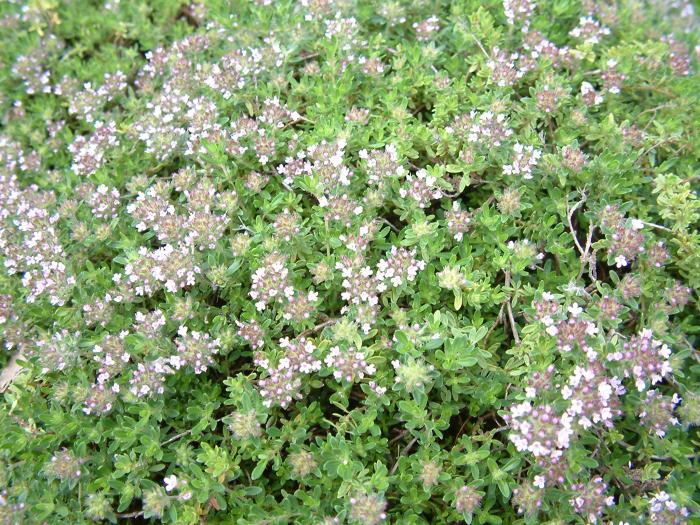 Plant photo of: Thymus praecox arcticus 'Elfin