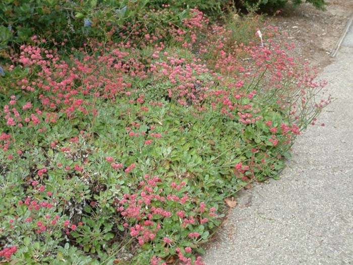 Eriogonum grande v. rubescens