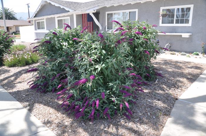 Buddleja davidii nanho Purple