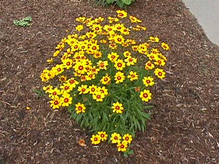 Plant photo of: Coreopsis grandiflora 'Sunray'