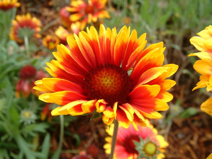 Blanket Flower