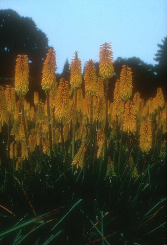 Kniphofia hybrids