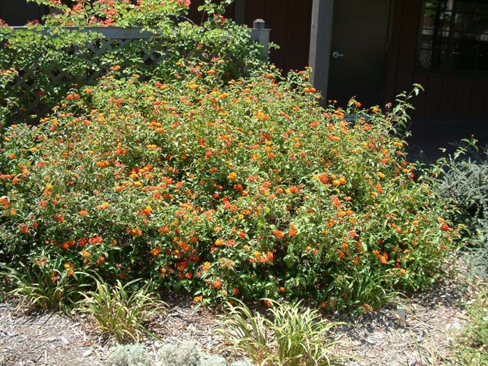 Lantana 'Radiation'