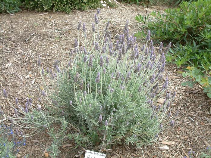 Plant photo of: Lavandula dentata v. candicans