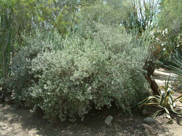 Leucophyllum candidum 'Silver Cloud'