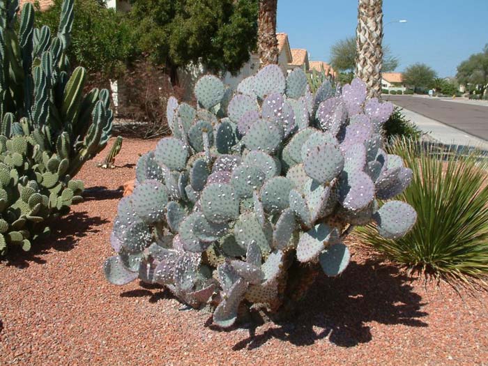 Opuntia macrocentra 'Tubac'