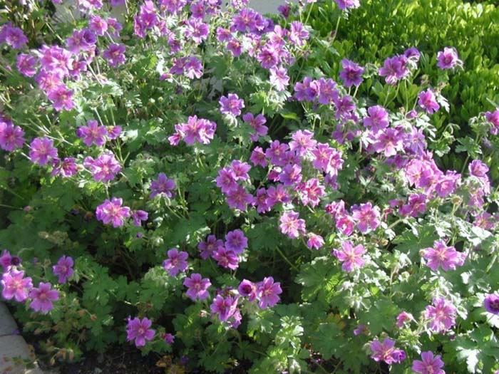 Geranium X 'Magnificum'