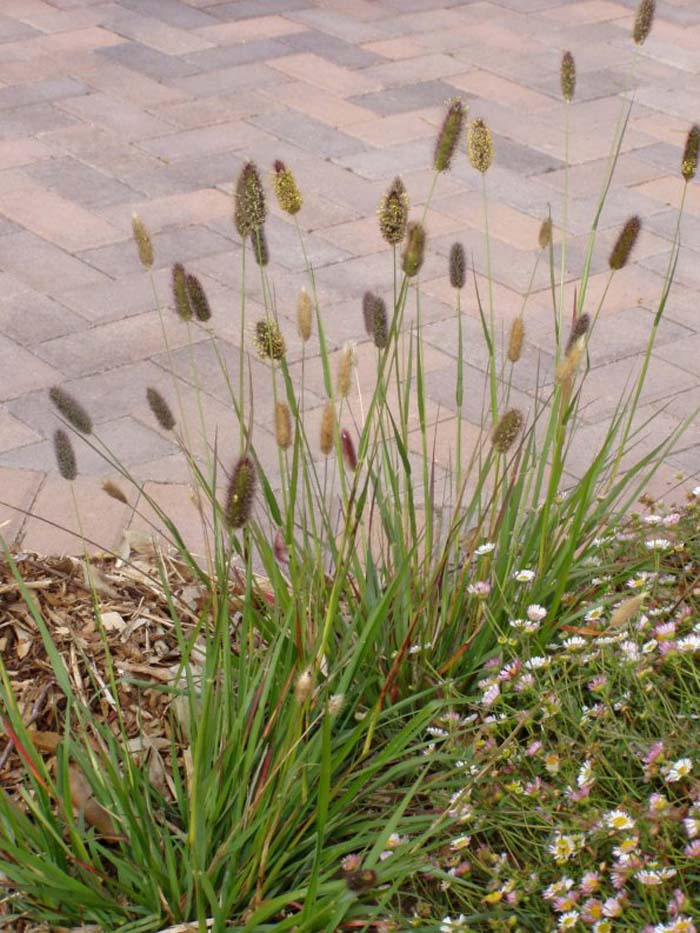 Red Paintbrush Grass