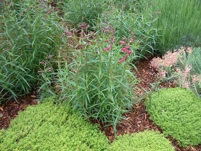 Penstemon hybrids 'Garnet'