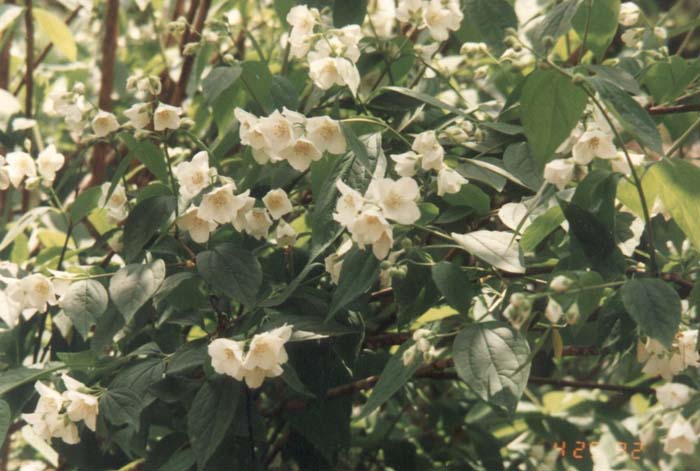 Goose Creek  Wild Mock Orange