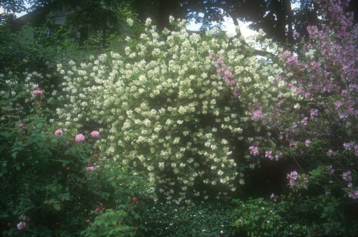 Philadelphus 'Virginal'