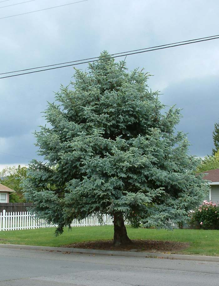 Colorado Blue Spruce