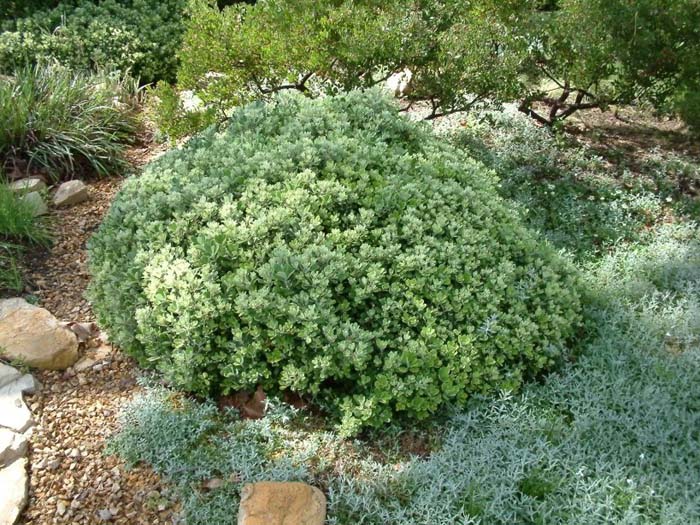 Plant photo of: Pittosporum crassifolium 'Compactum'