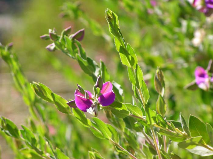 Plant photo of: Polygala X dalmaisiana