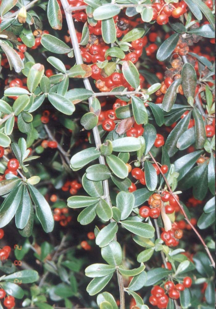 Santa Cruz Pyracantha