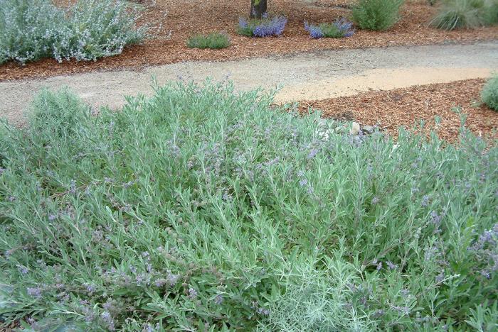 Bee's Bliss Purple Sage