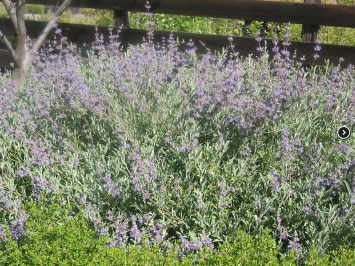 Plant photo of: Salvia leucophylla 'Bee's Bliss'