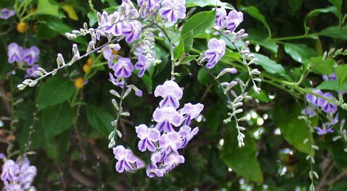 Plant photo of: Duranta erecta