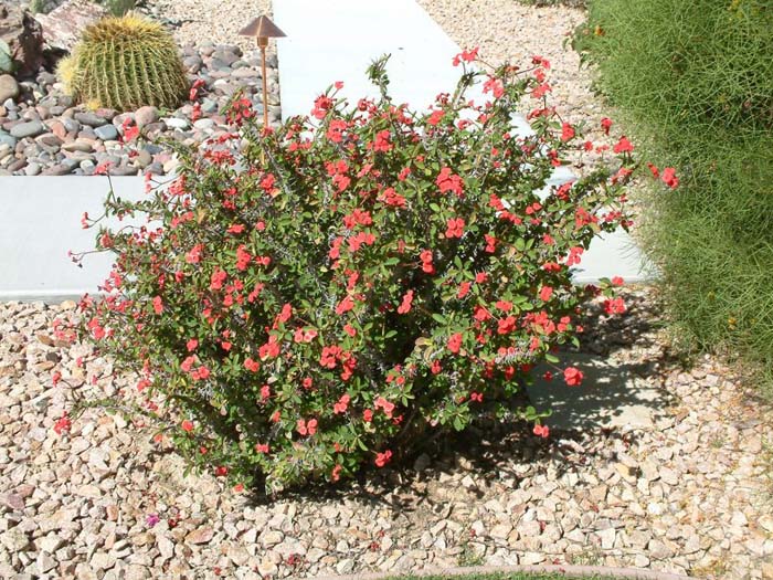 Euphorbia milii