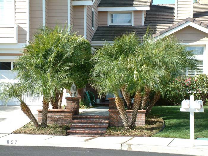 Pygmy Date Palm, Roebelin Palm