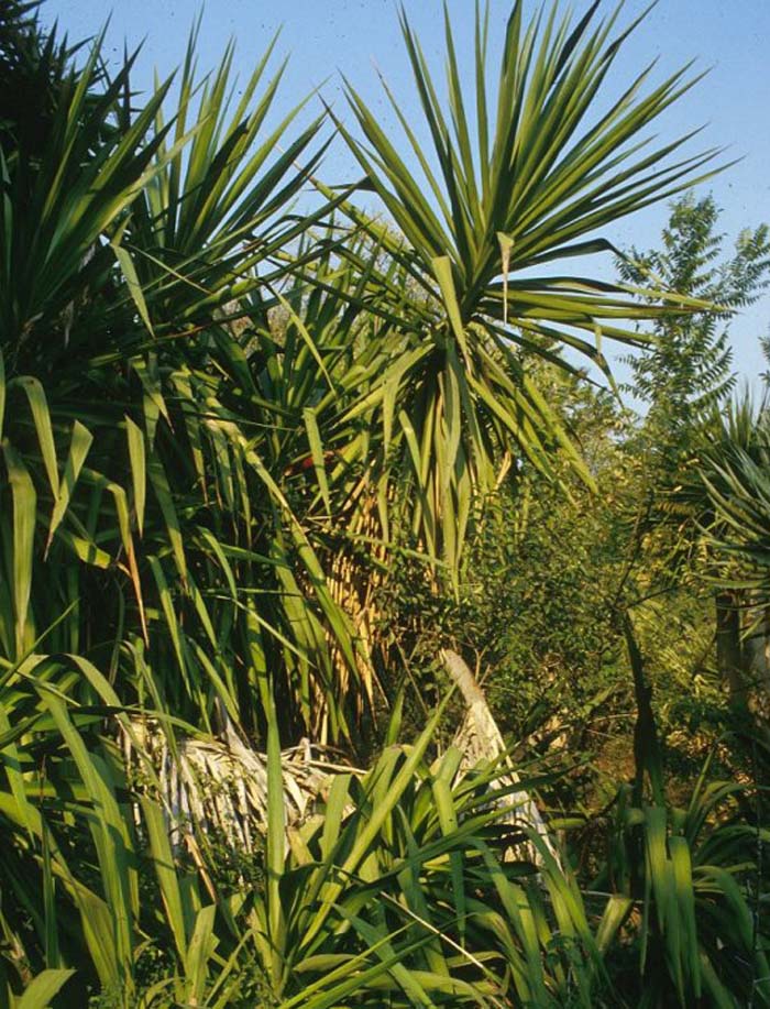 Plant photo of: Yucca elephantipes