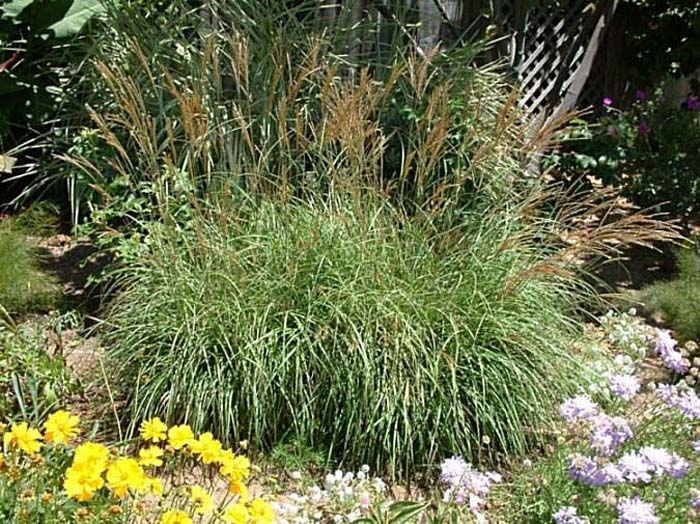 Plant photo of: Miscanthus 'Adagio'