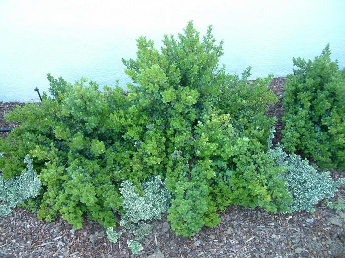 Plant photo of: Buxus sempervirens