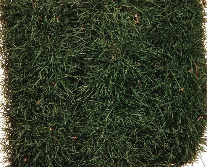 Zoysia tenuifolia