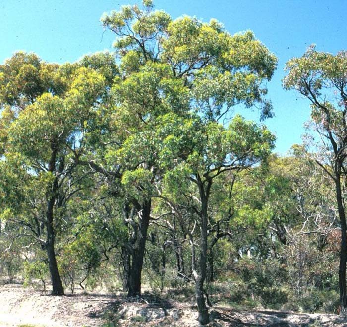 Eucalyptus sideroxylon