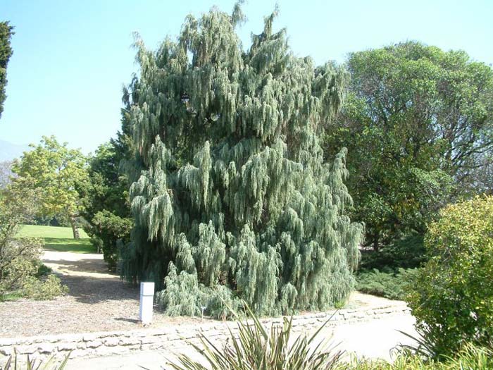 Juniperus scopulorum 'Tolleson's Weeping